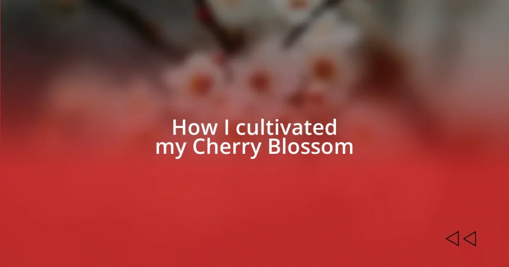 How I cultivated my Cherry Blossom